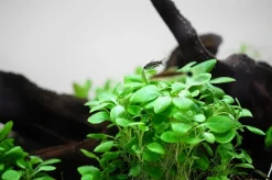Tropica Lobelia cardinalis Mini 1-2-Grow