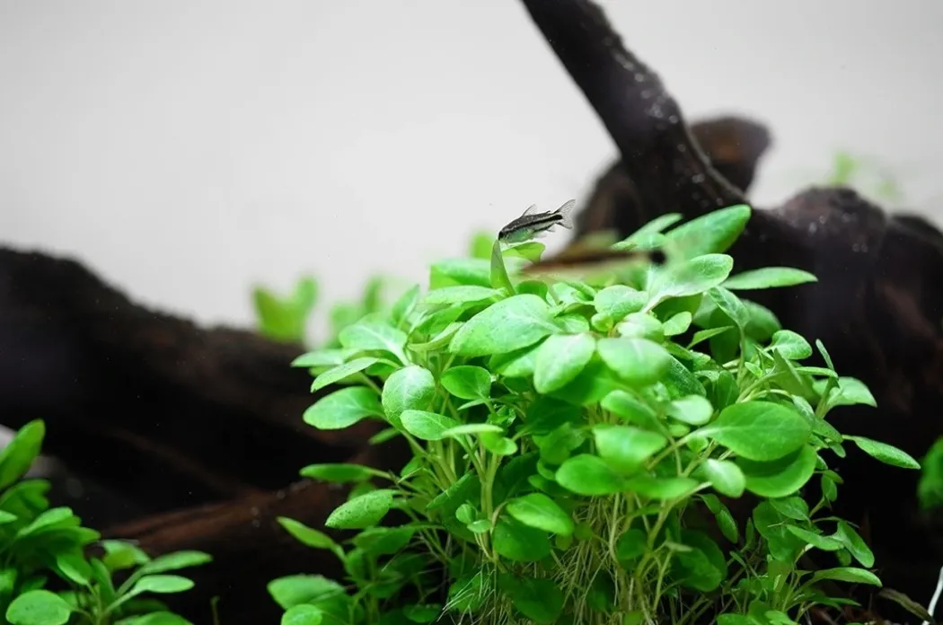 Tropica Lobelia cardinalis Mini 1-2-Grow