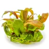 Tropica Lysimachia parvifolia Red 1-2-Grow