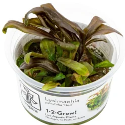 Tropica Lysimachia parvifolia Red 1-2-Grow