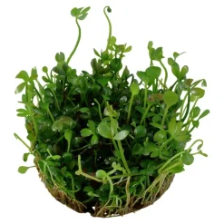 Tropica Marsilea hirsuta 1-2-GROW x 3