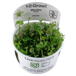 Tropica Marsilea hirsuta 1-2-GROW x 3
