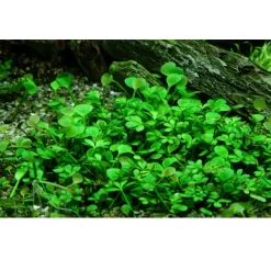 Tropica Marsilea hirsuta 1-2-GROW x 3