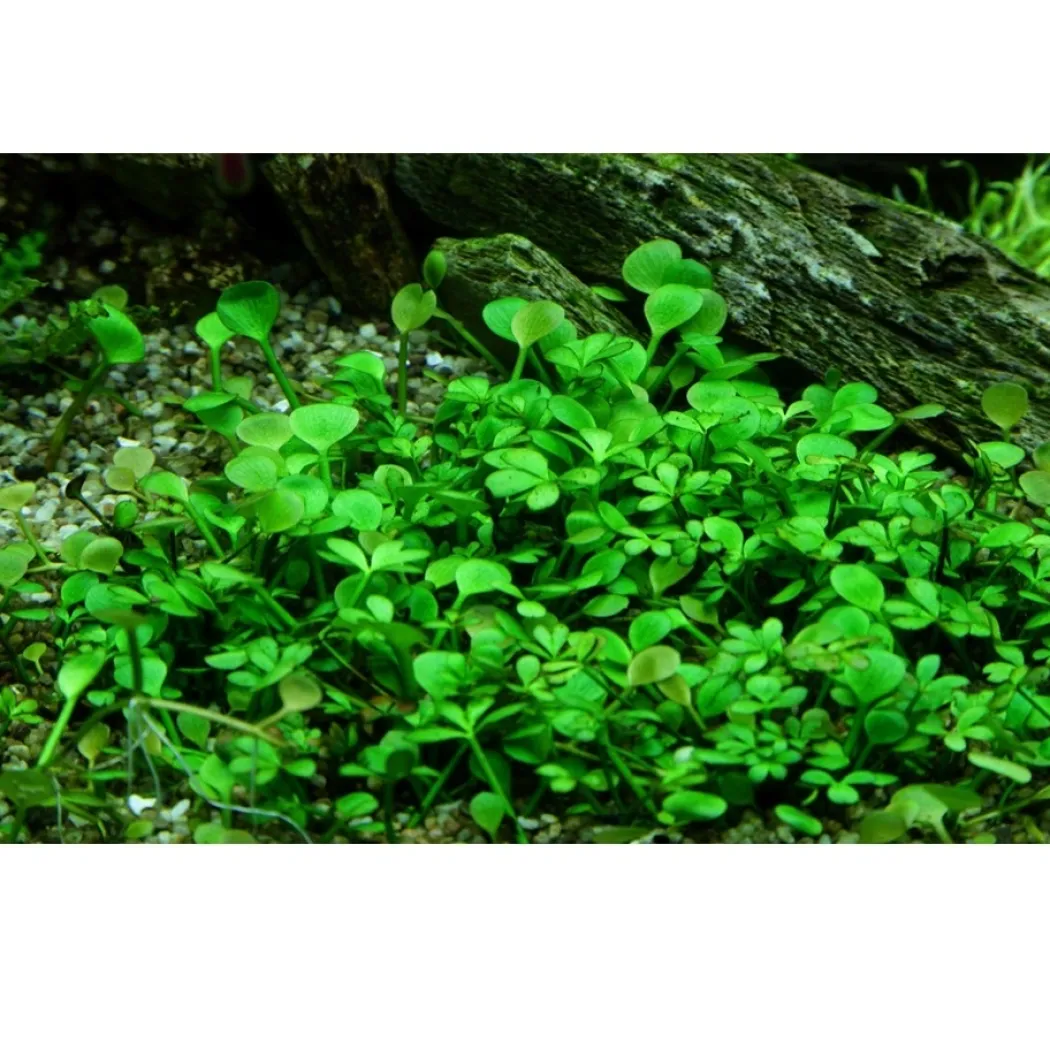 Tropica Marsilea hirsuta 1-2-GROW x 3