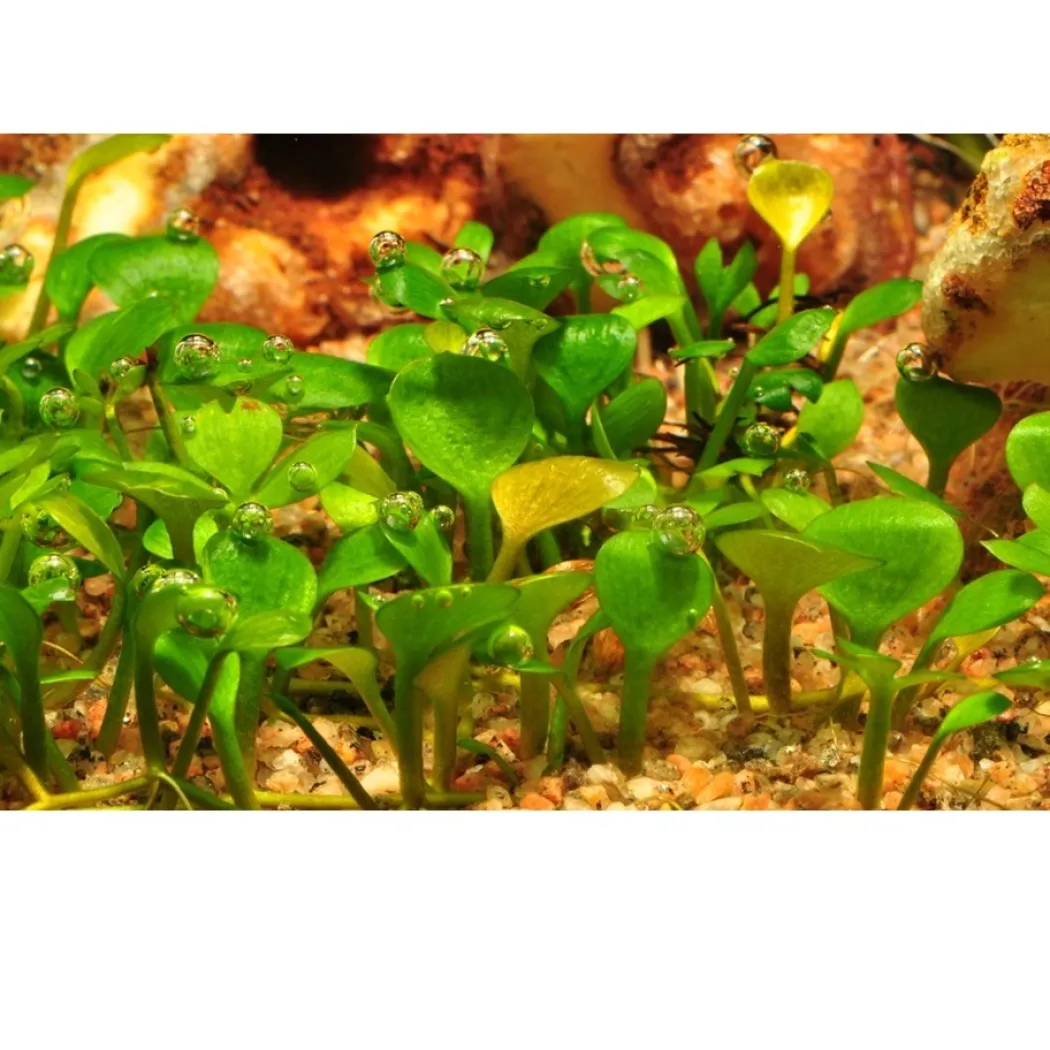Tropica Marsilea hirsuta 1-2-GROW x 3