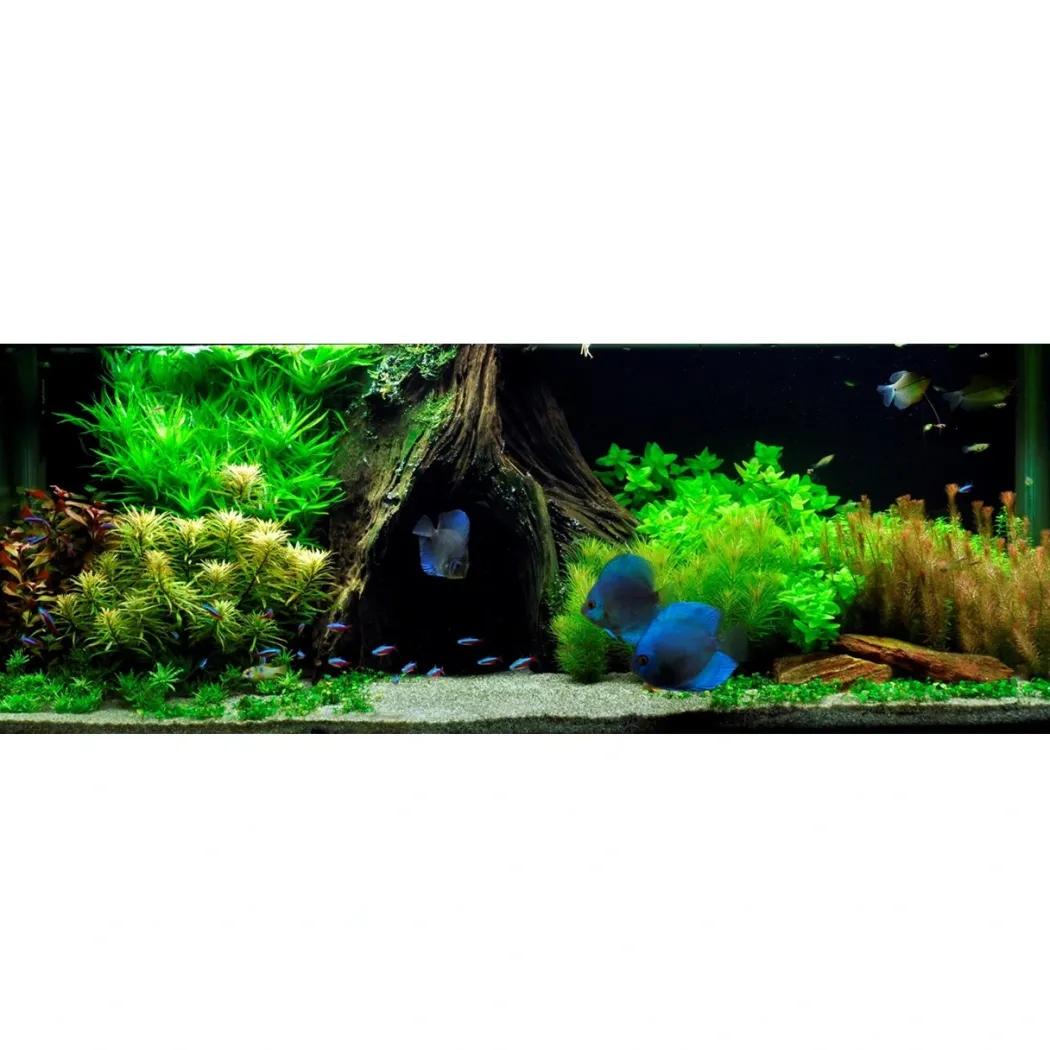 Tropica Marsilea hirsuta 1-2-GROW x 3