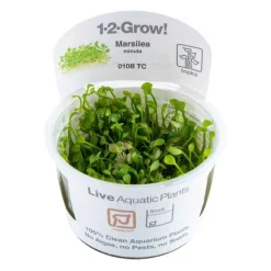 Tropica Marsilea minuta 1-2-GROW x 3
