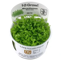 Tropica Micranthemum Monte Carlo 1-2-Grow x 3