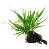 Tropica Microsorum Pteropus XS på trærod