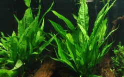 Tropica Microsorum Pteropus XS på trærod