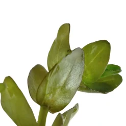 Tropica MiniPot Bacopa caroliniana