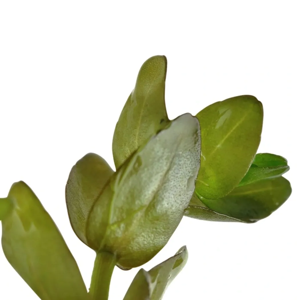 Tropica MiniPot Bacopa caroliniana