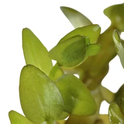 Tropica MiniPot Bacopa caroliniana
