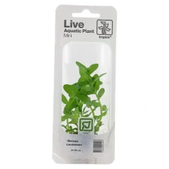 Tropica MiniPot Bacopa caroliniana
