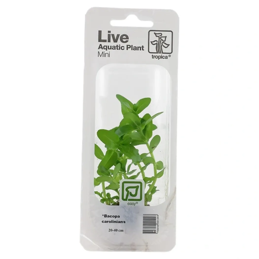 Tropica MiniPot Bacopa caroliniana