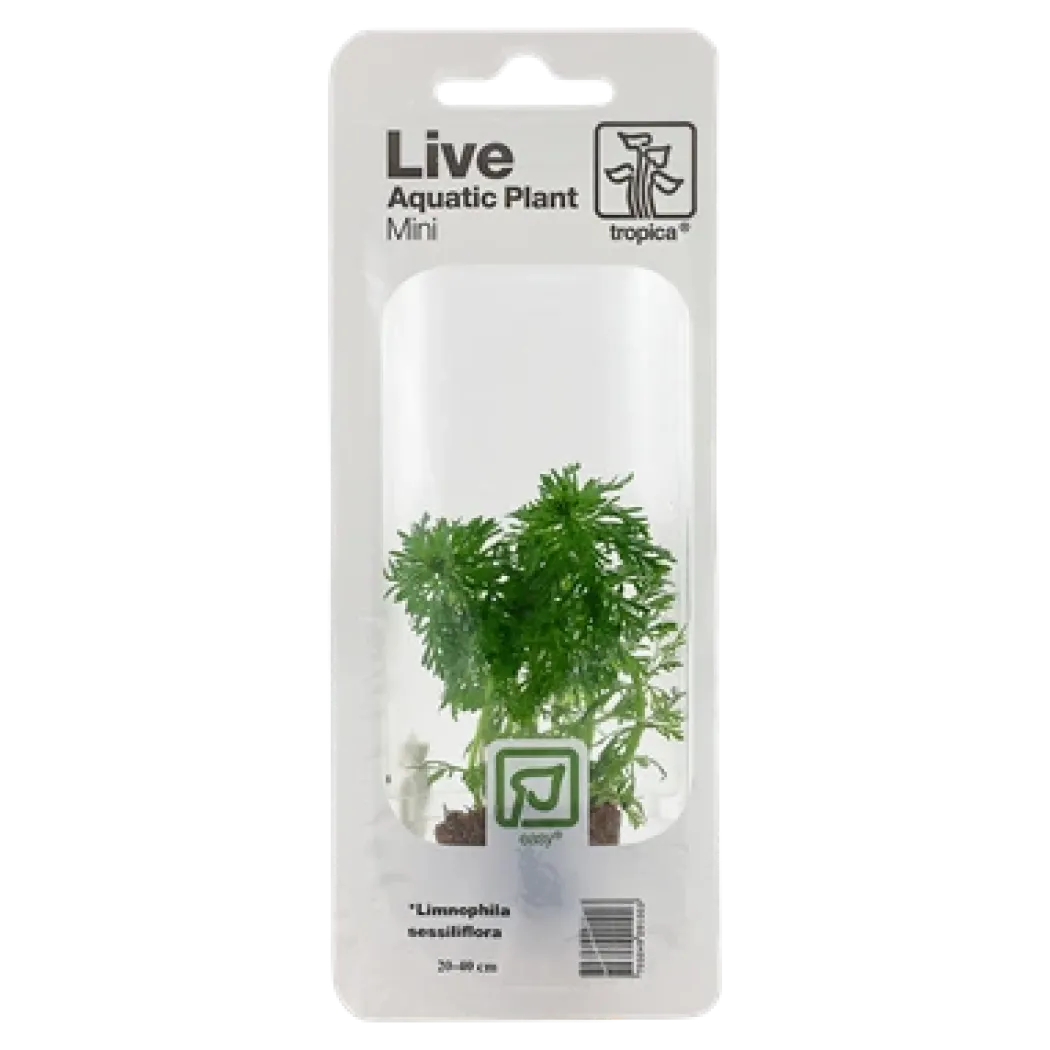 Tropica MiniPot Limnophila sessiliflora