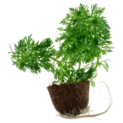 Tropica MiniPot Limnophila sessiliflora