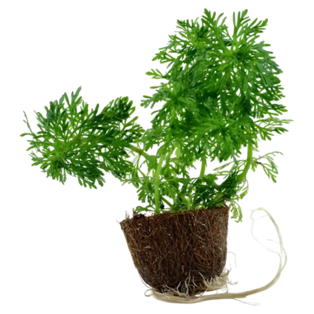 Tropica MiniPot Limnophila sessiliflora