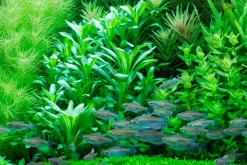 Tropica Minipot Lobelia cardinalis