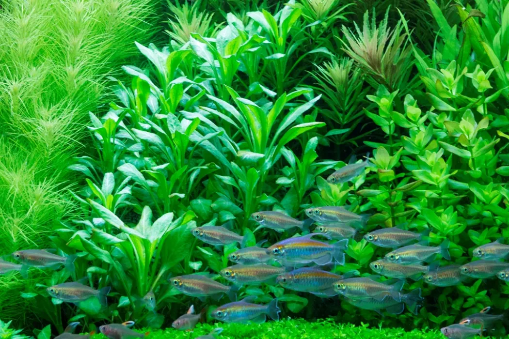 Tropica Minipot Lobelia cardinalis