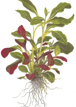 Tropica Minipot Lobelia cardinalis