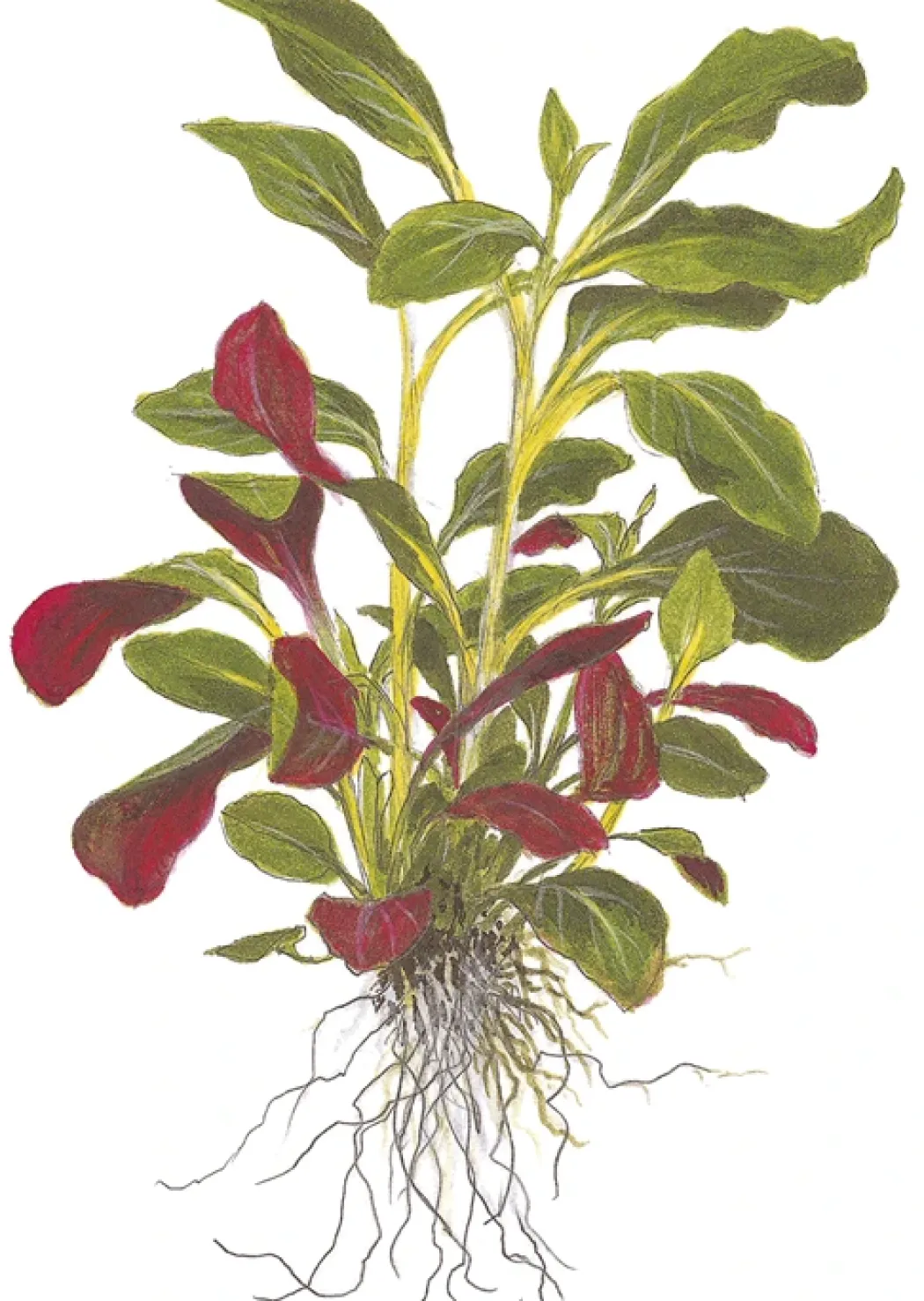 Tropica Minipot Lobelia cardinalis