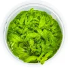 Tropica Monosolenium tenerum 1-2-GROW