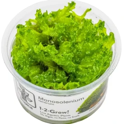 Tropica Monosolenium tenerum 1-2-GROW