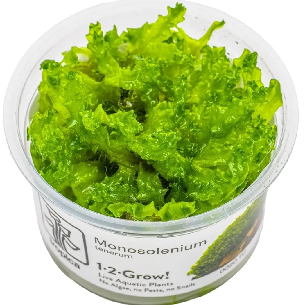 Tropica Monosolenium tenerum 1-2-GROW