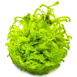 Tropica Monosolenium tenerum 1-2-GROW