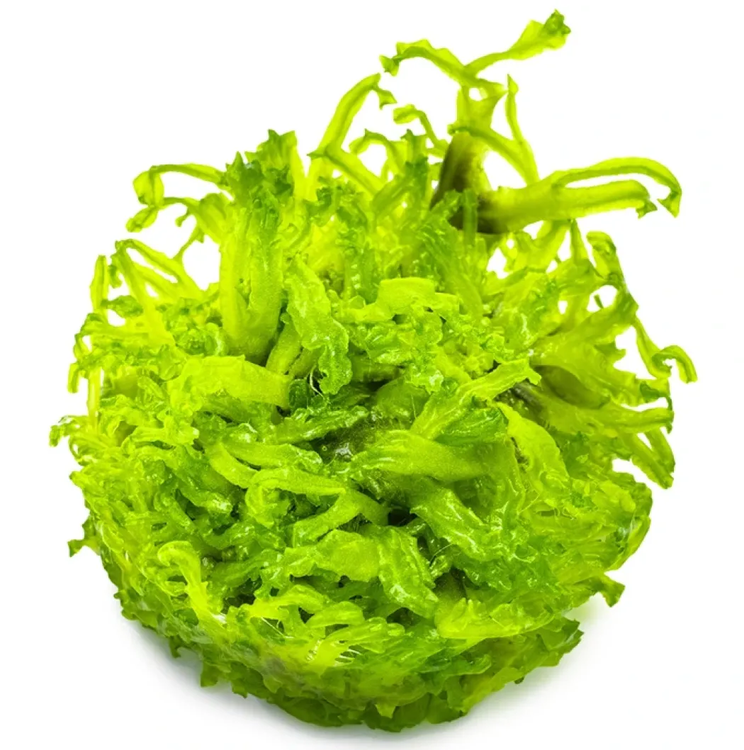Tropica Monosolenium tenerum 1-2-GROW