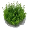 Tropica Myriophyllum Guyana Mini 1-2-GROW