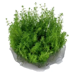 Tropica Myriophyllum Guyana Mini 1-2-GROW