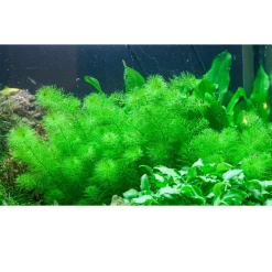 Tropica Myriophyllum Guyana Mini 1-2-GROW