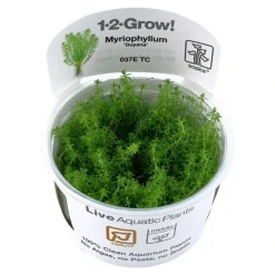 Tropica Myriophyllum Guyana Mini 1-2-GROW
