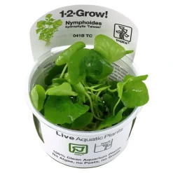 Tropica Nymphoides hydrophylla Taiwan 1-2-GROW