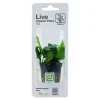 Tropica PCS Pot Anubias Barteri Nana x 3