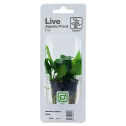 Tropica PCS Pot Anubias Barteri Nana x 3