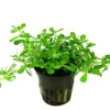 Tropica PCS Pot Bacopa Compact x 3