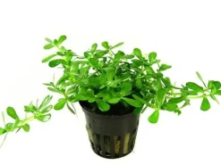 Tropica PCS Pot Bacopa Compact x 3