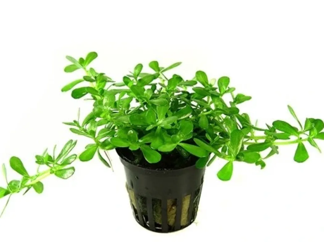Tropica PCS Pot Bacopa Compact x 3