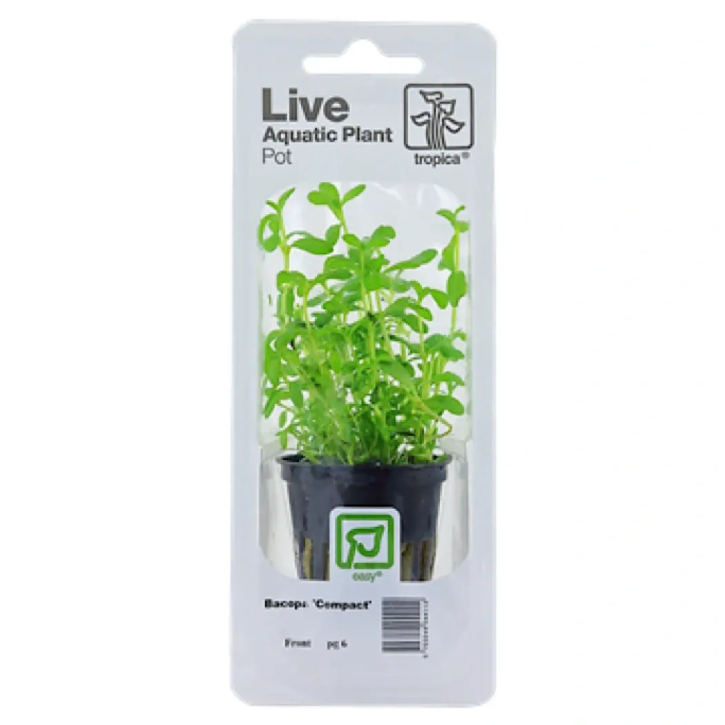 Tropica PCS Pot Bacopa Compact x 3