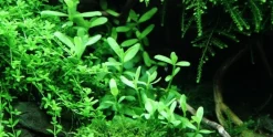 Tropica PCS Pot Bacopa Compact x 3
