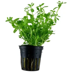Tropica PCS Pot Bacopa monnieri Compact x 3