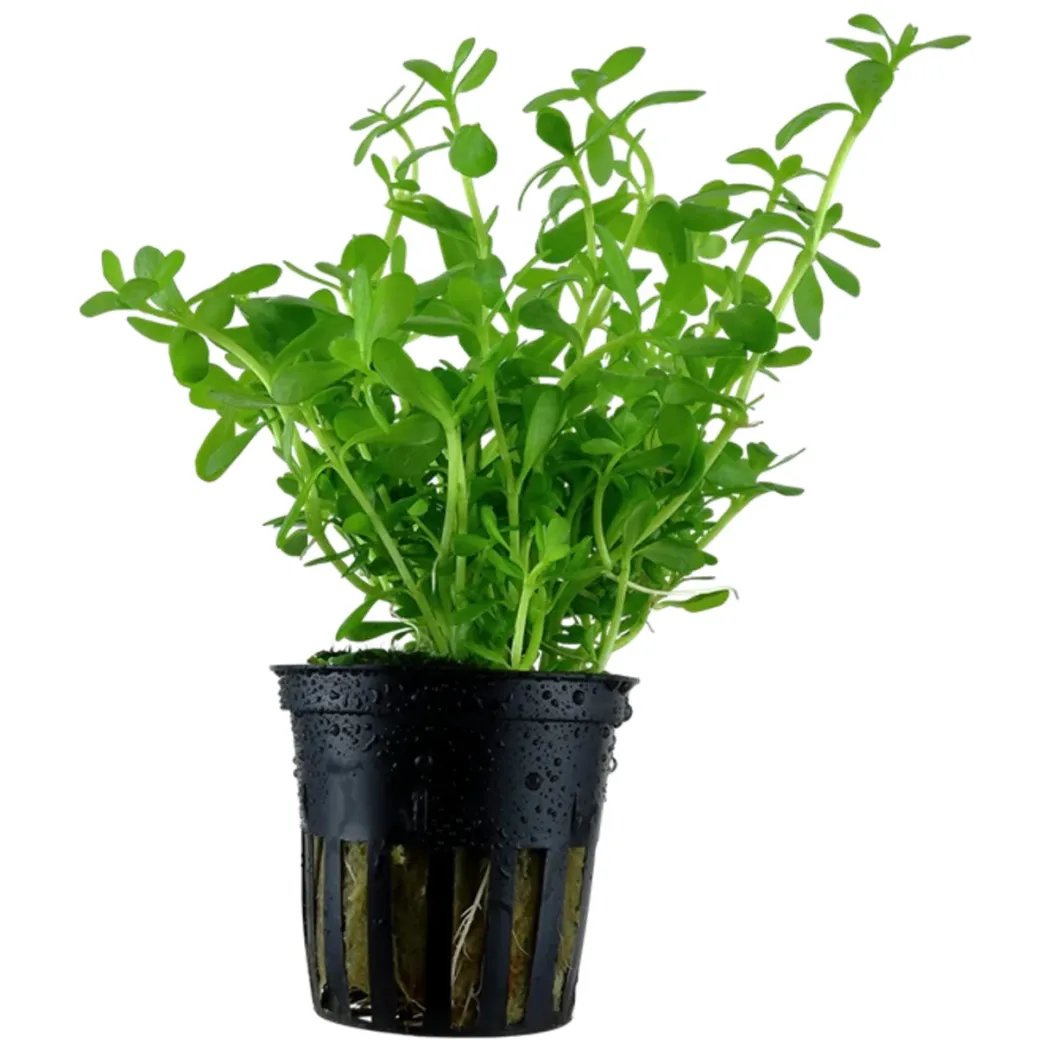 Tropica PCS Pot Bacopa monnieri Compact x 3
