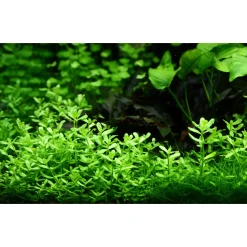 Tropica PCS Pot Bacopa monnieri Compact x 3