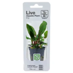 Tropica PCS Pot Cryptocoryne beckettii Petchii x 3