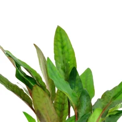 Tropica PCS Pot Cryptocoryne beckettii Petchii x 3