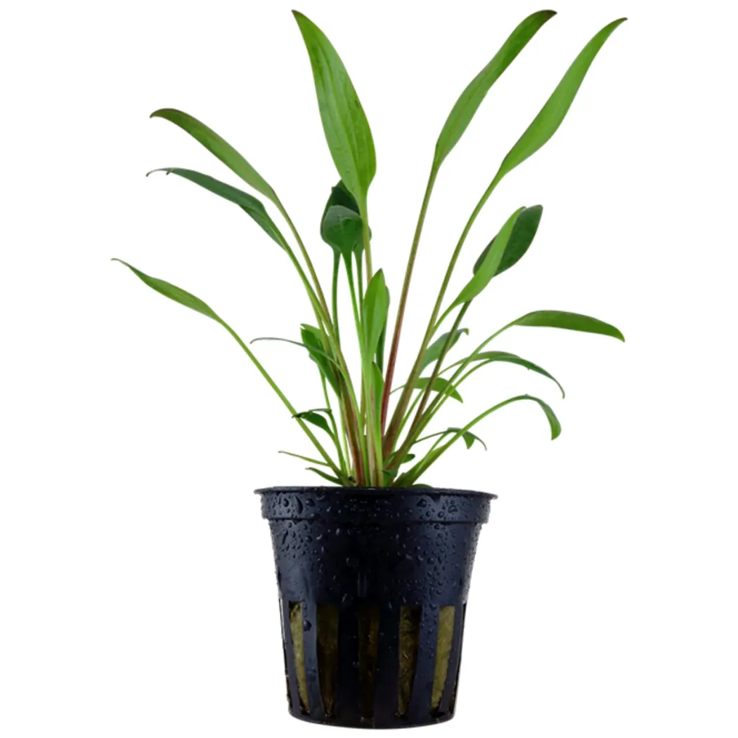 Tropica PCS Pot Cryptocoryne x willisii x 3