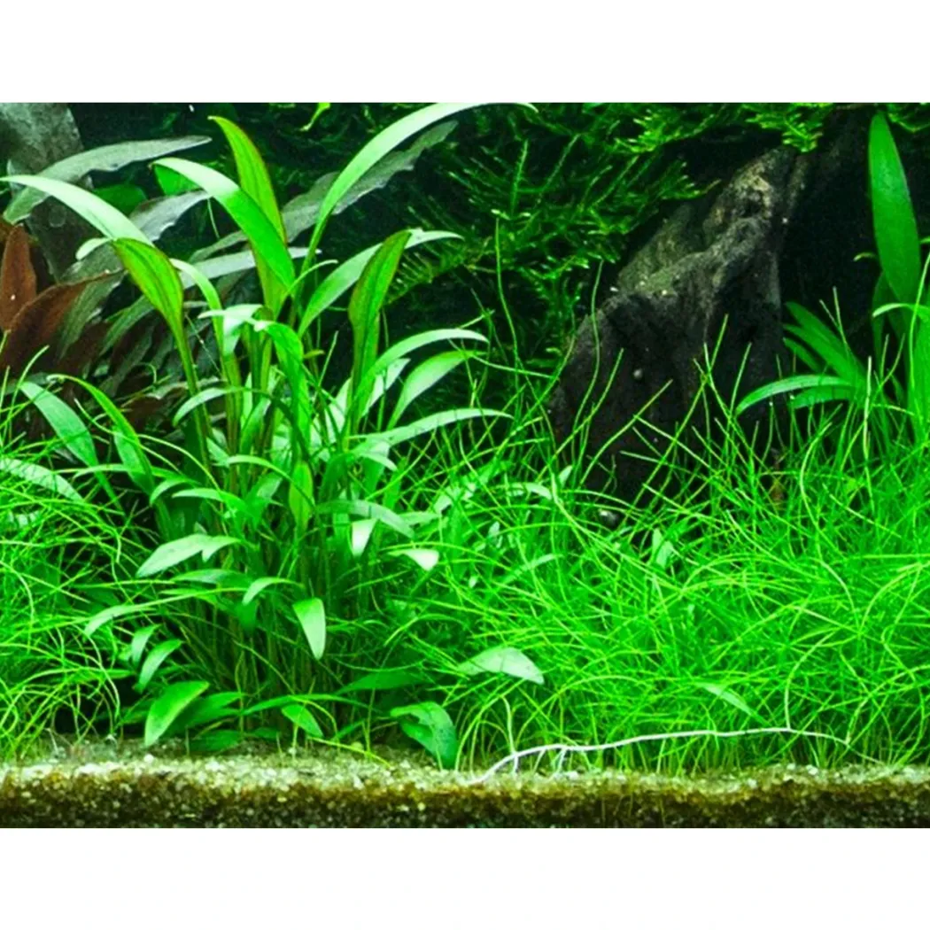 Tropica PCS Pot Cryptocoryne x willisii x 3